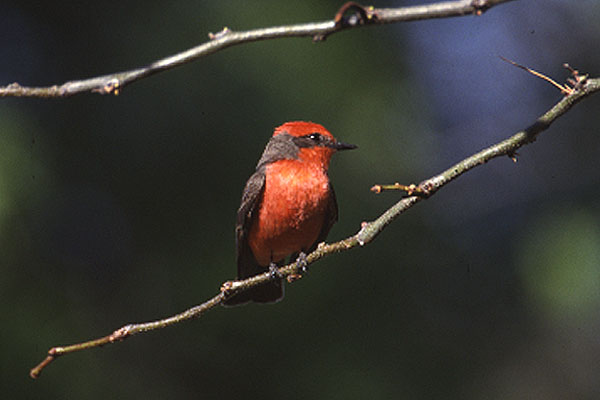 Vermillion Flycatcher by Mick Dryden