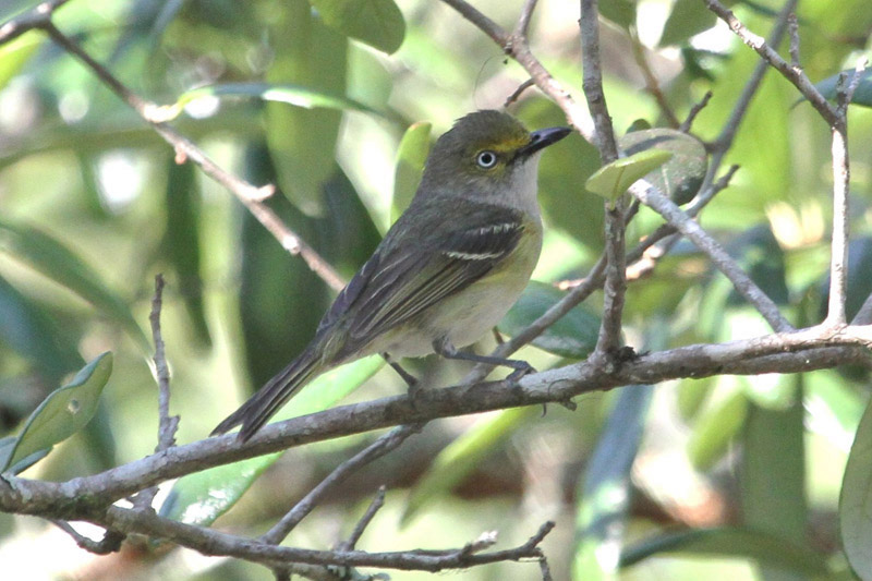 White-eyed Vireo by Miranda Collett