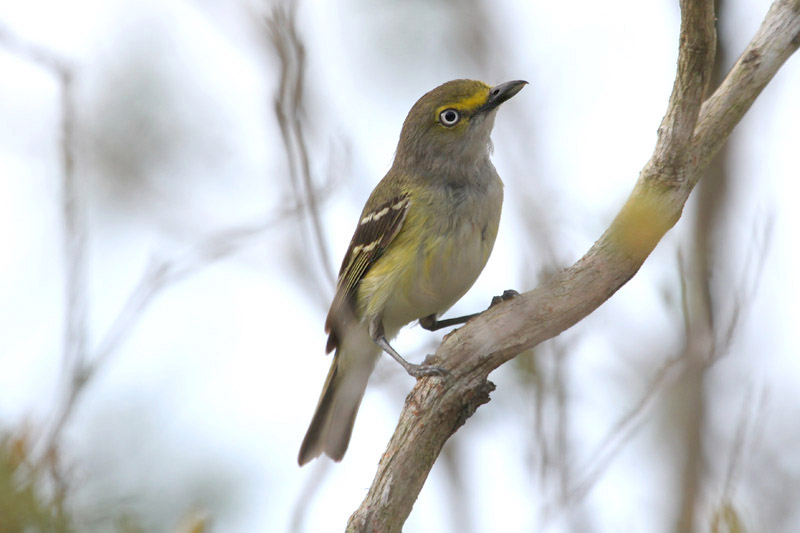 White-eyed Vireo by Miranda Collett