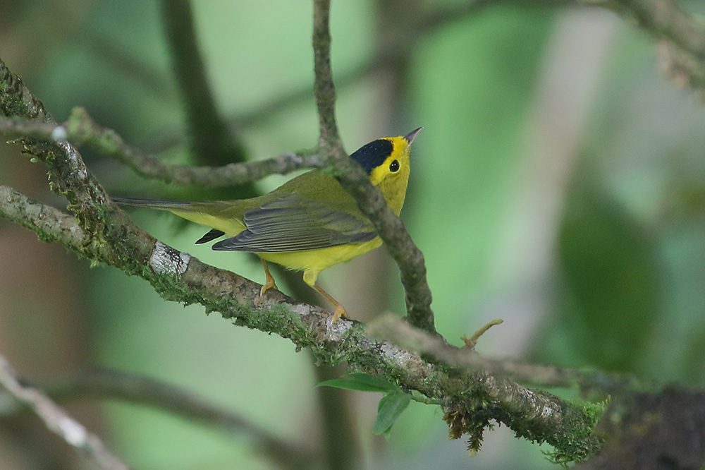 Wilson's Warbler by Mick Dryden