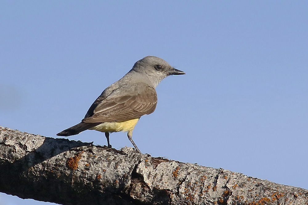 Western Kingbird by Mick Dryden