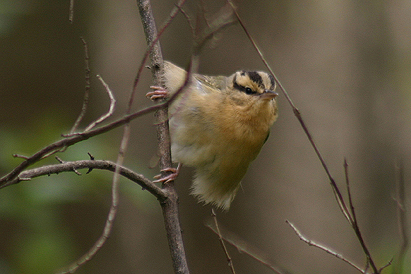 Worm eating Warbler by Mick Dryden