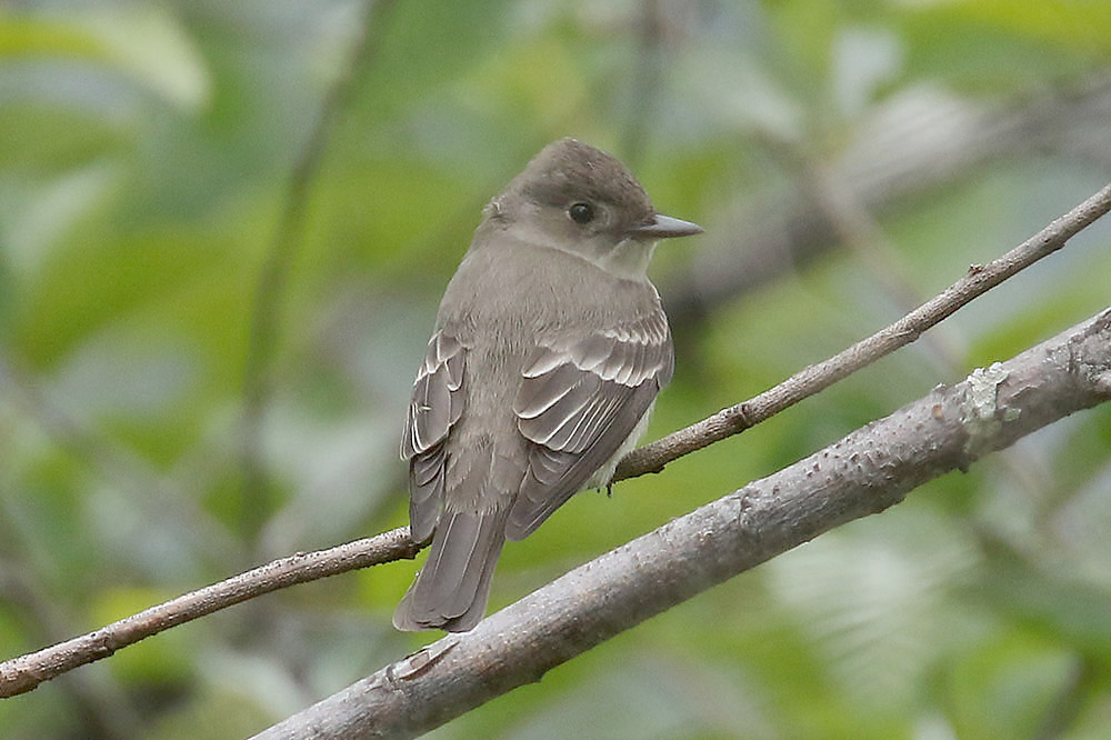 Western Wood Pewee by Mick Dryden