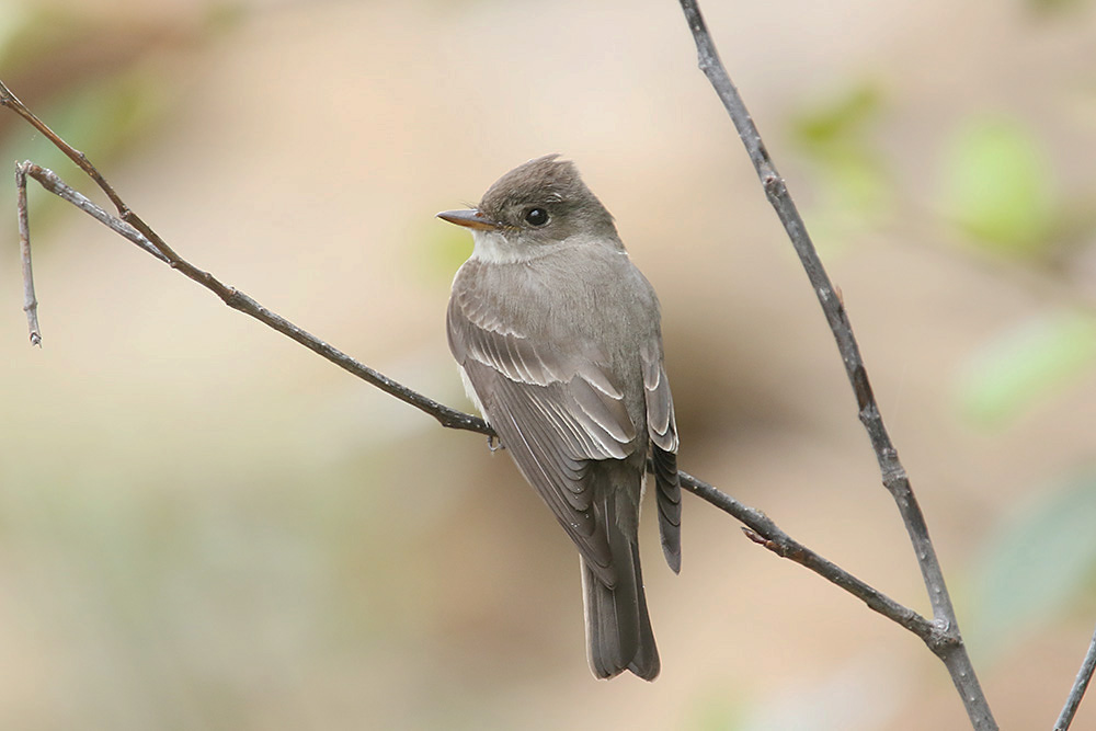 Western Wood Pewee by Mick Dryden