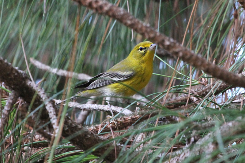 Yellow-throated Vireo by Miranda Collett