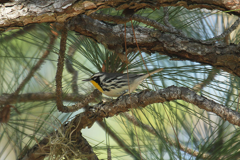 Yellow-throated Warbler by Mick Dryden
