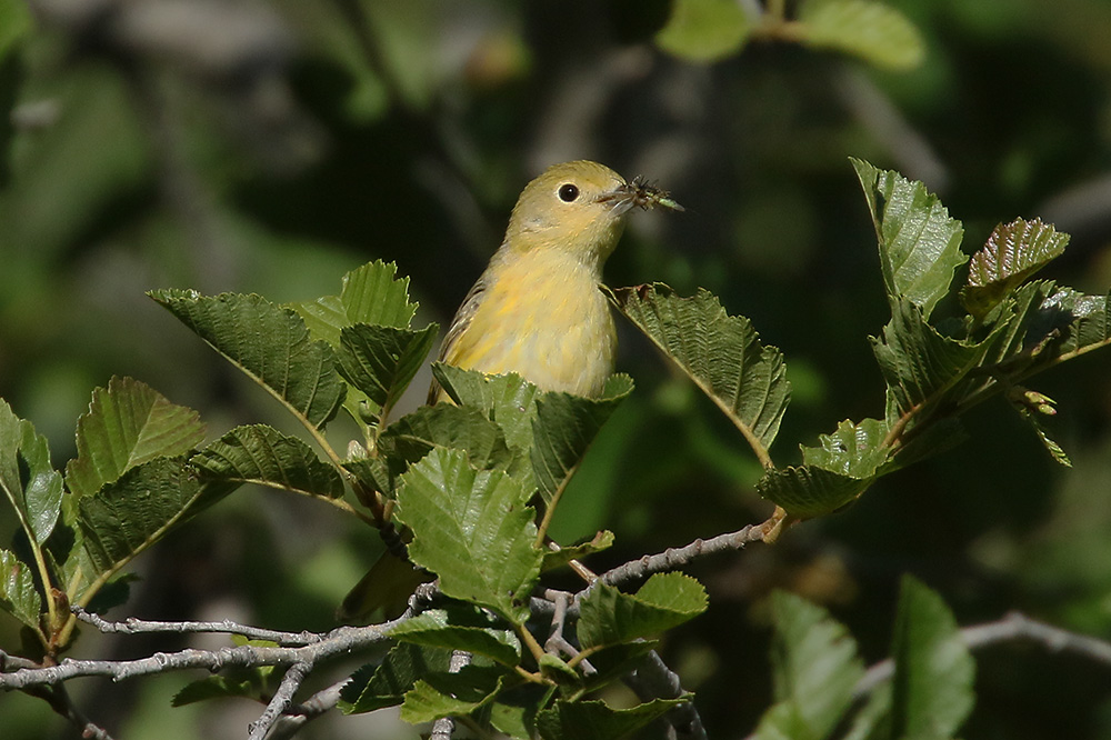 Yellow Warbler by Mick Dryden