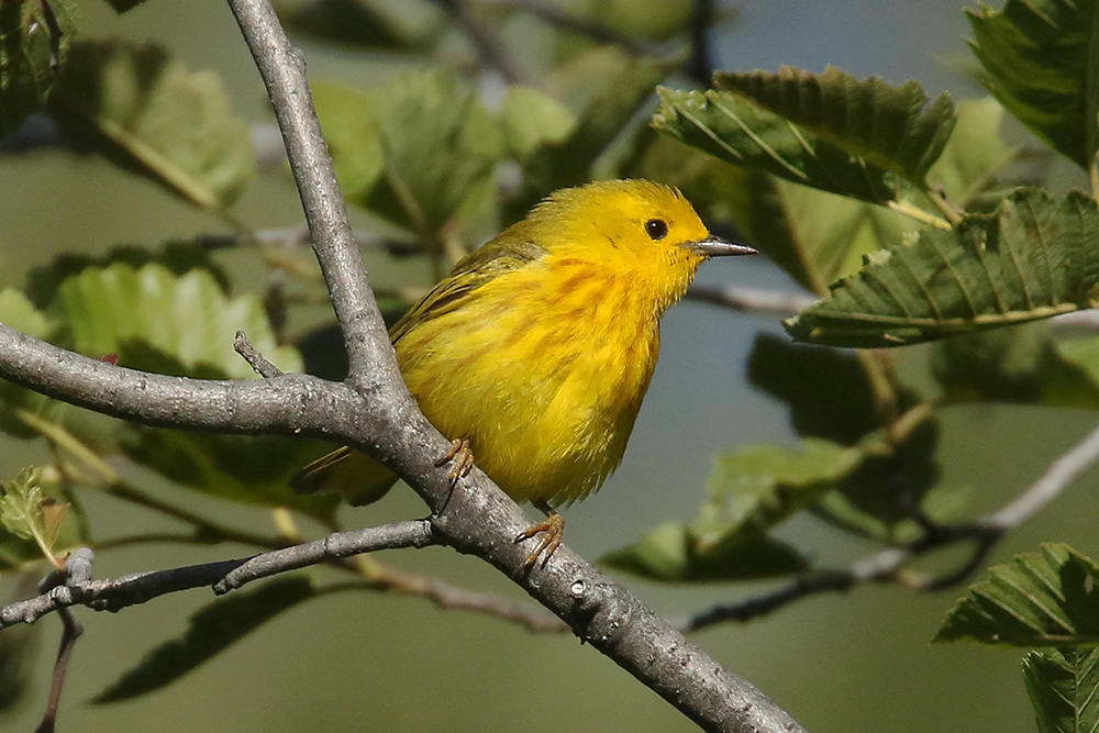 Yellow Warbler by Mick Dryden
