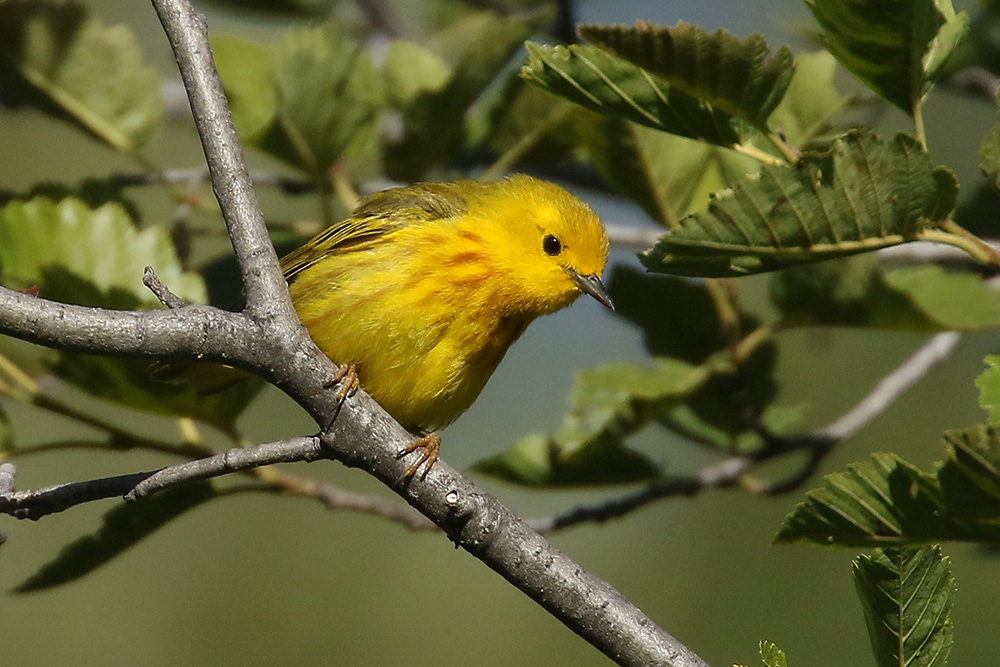 Yellow Warbler by Mick Dryden
