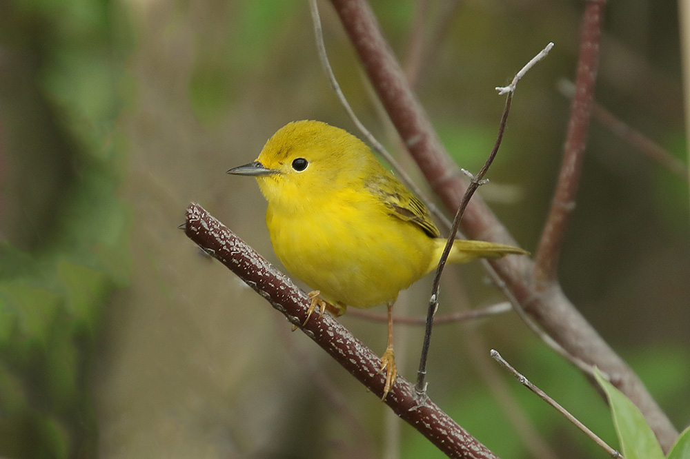 Yellow Warbler by Mick Dryden
