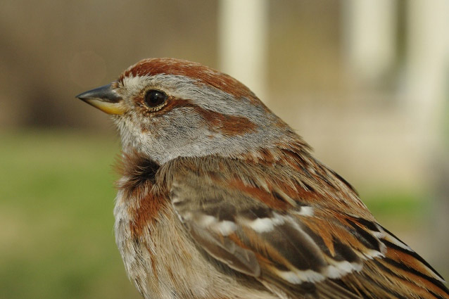 American Tree Sparrow by Georg Hentsch