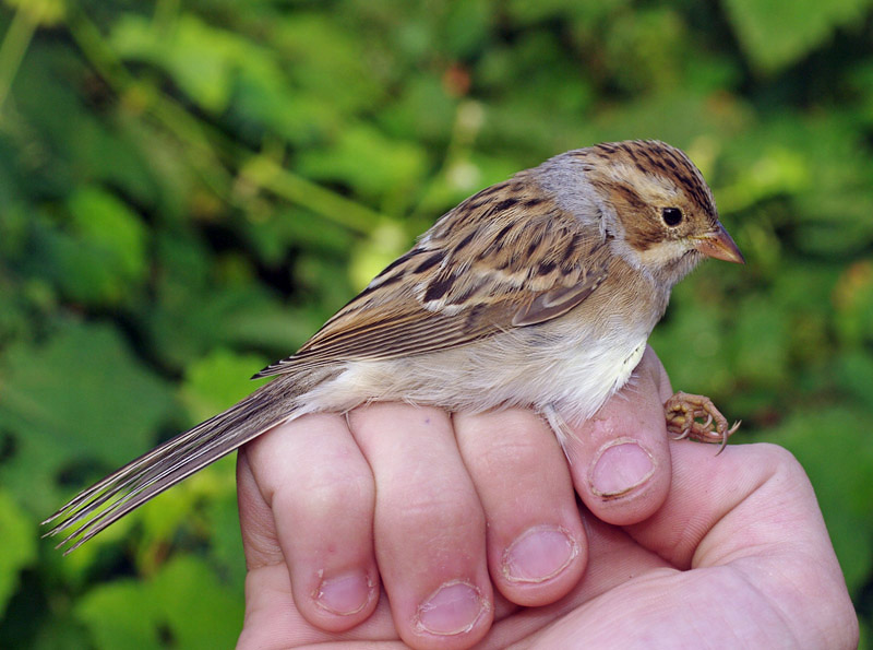 Clay-colored Sparrow by Georg Hentsch