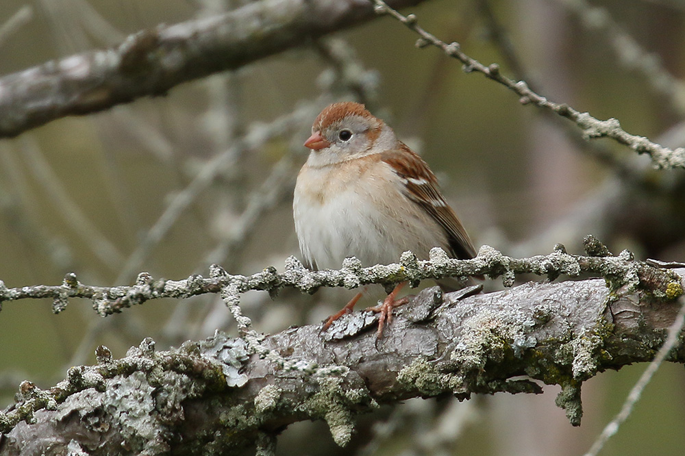 Field Sparrow by Mick Dryden