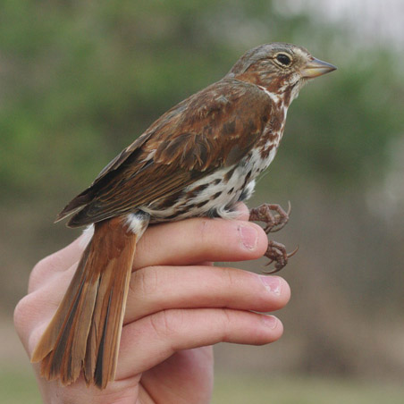 Fox Sparrow by Georg Hentsch