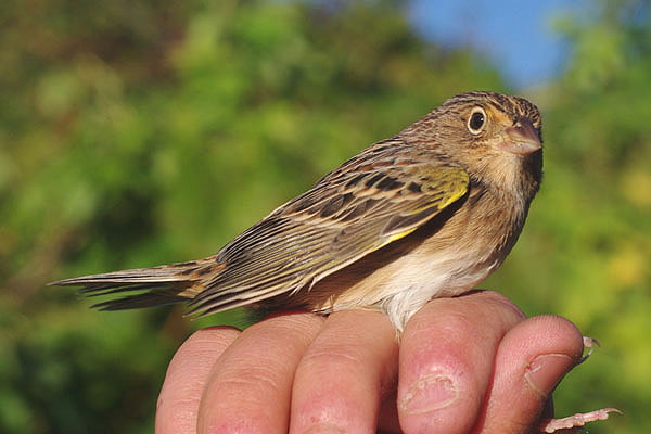 Grasshopper Sparrow by Georg Hentsch