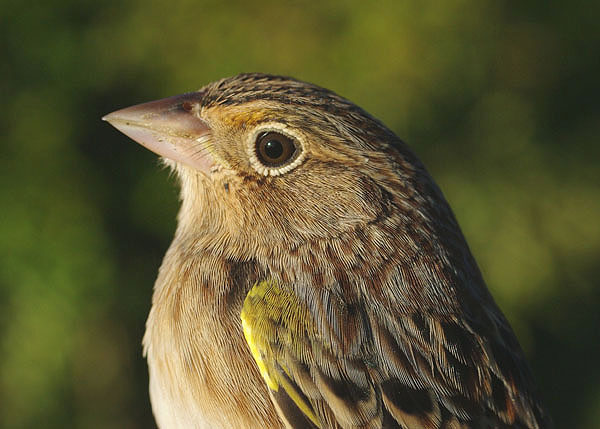 Grasshopper Sparrow by Georg Hentsch