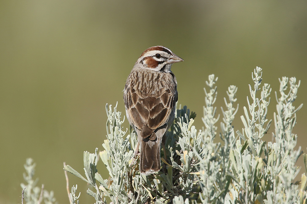 Lark Sparrow by Mick Dryden