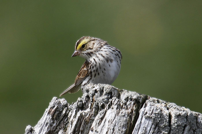 Savannah Sparrow by Mick Dryden