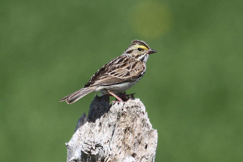 Savannah Sparrow by Mick Dryden