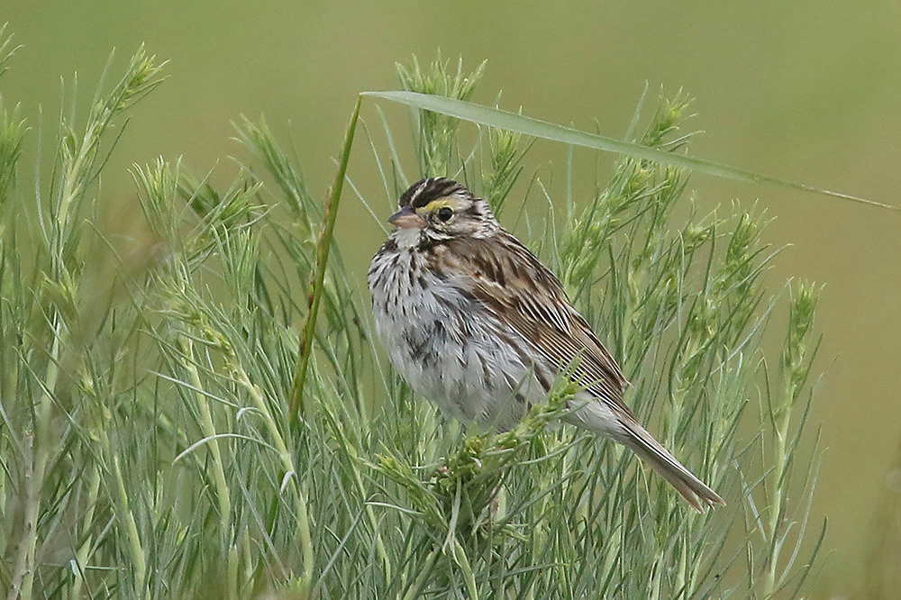 Savannah Sparrow by Mick Dryden