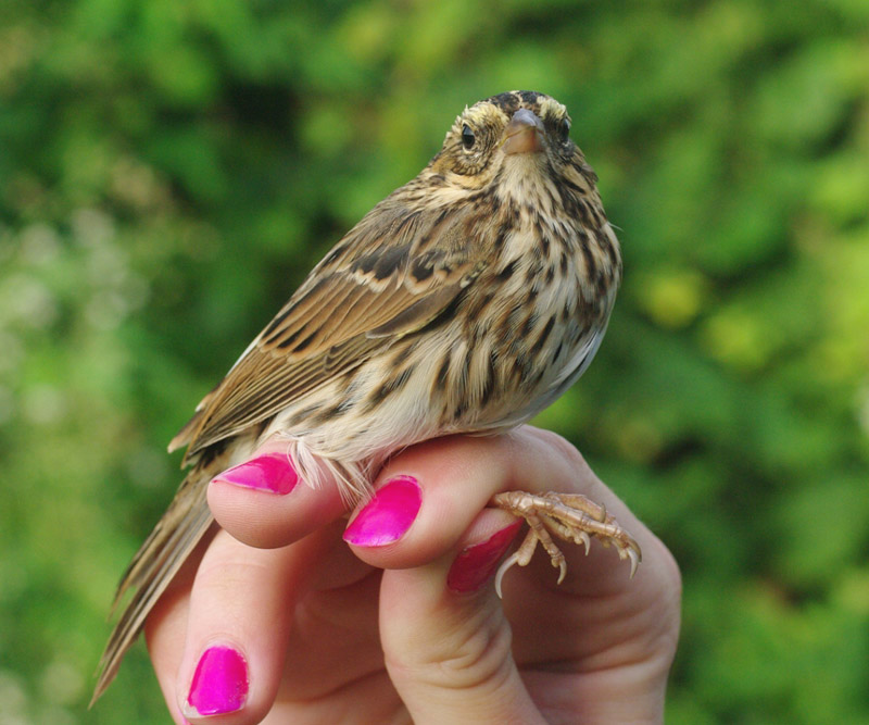Savannah Sparrow by Georg Hentsch