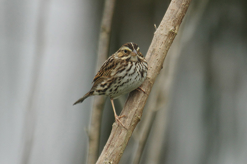 Savannah Sparrow by Mick Dryden