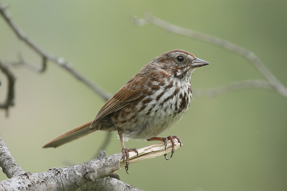 Song Sparrow by Mick Dryden