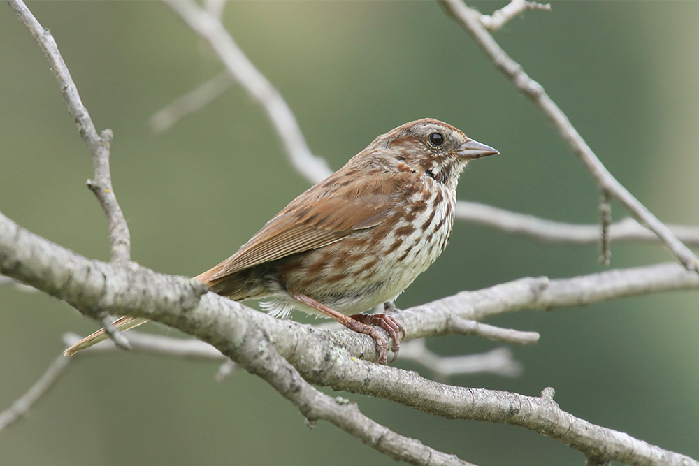 Song Sparrow by Mick Dryden