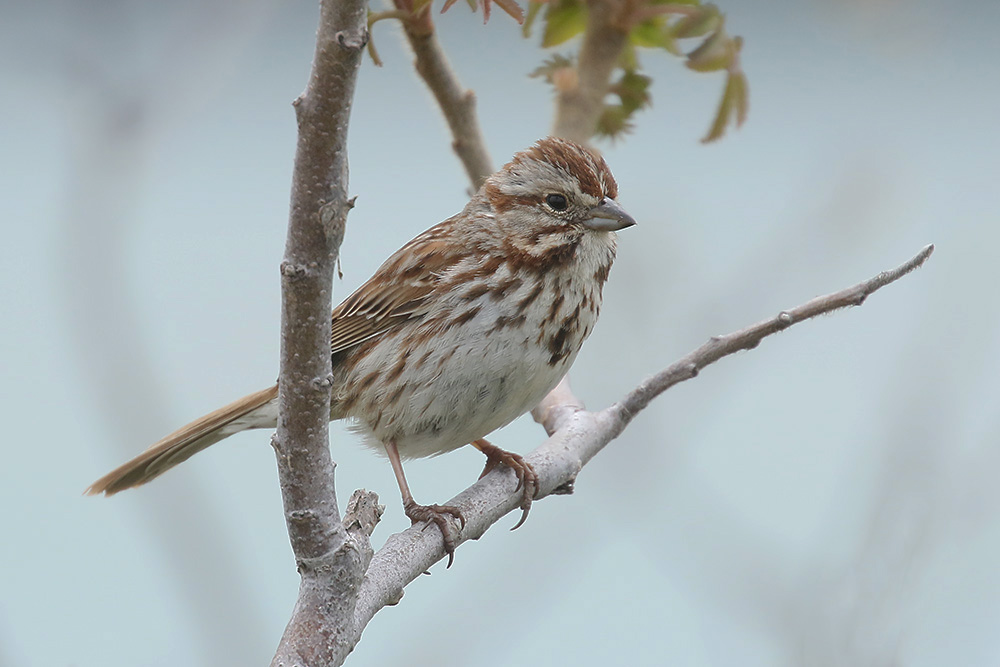 Song Sparrow by Mick Dryden