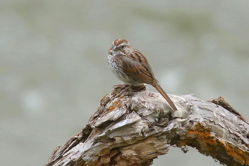 Song Sparrow by Mick Dryden