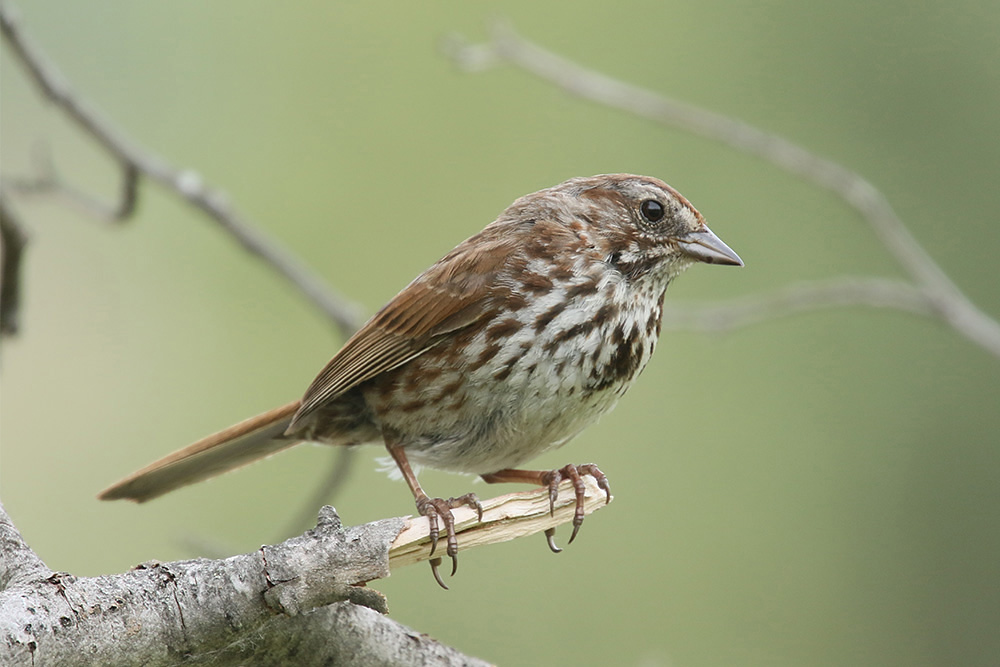 Song Sparrow by Mick Dryden