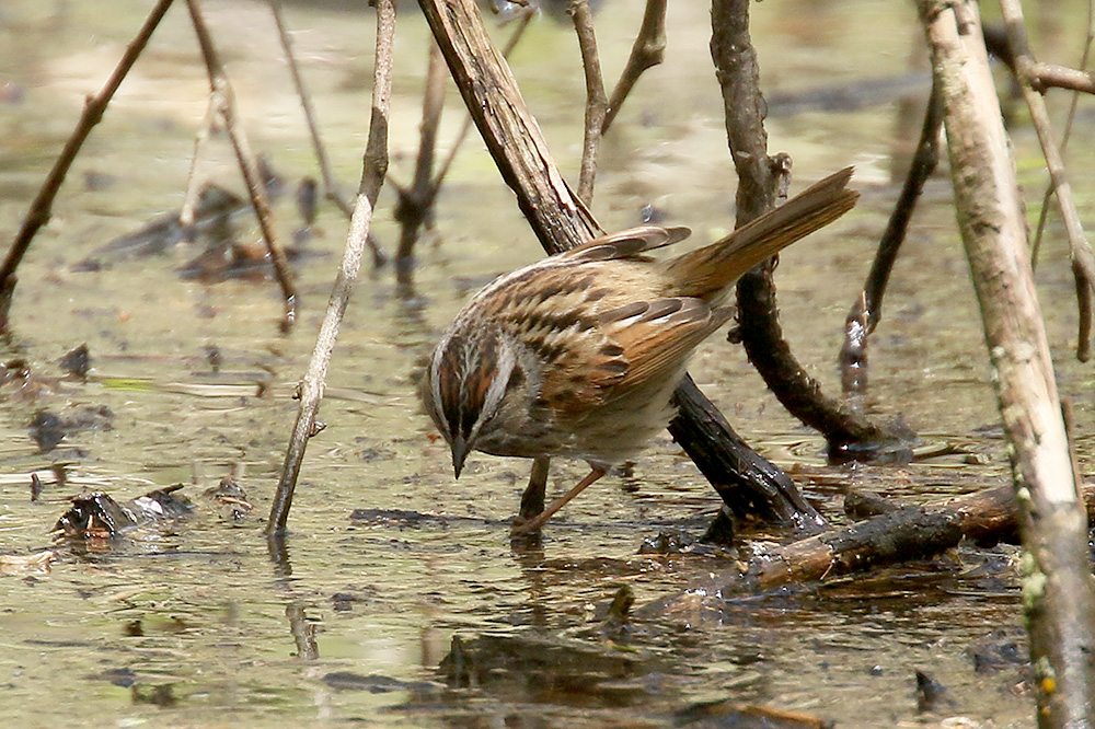 Swamp Sparrow by Mick Dryden