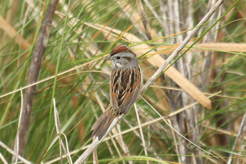 Swamp Sparrow by Mick Dryden
