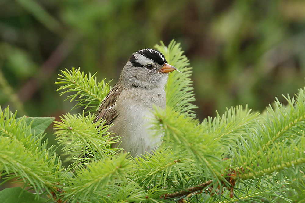 White-crowned Sparrow by Mick Dryden