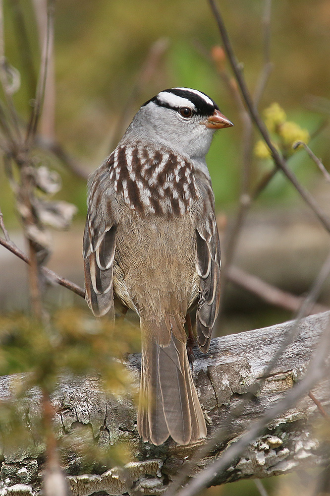 White crowned Sparrow by Mick Dryden
