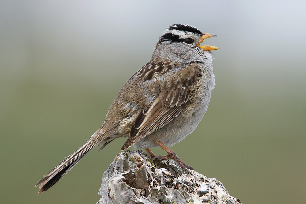 White-crowned Sparrow by Mick Dryden
