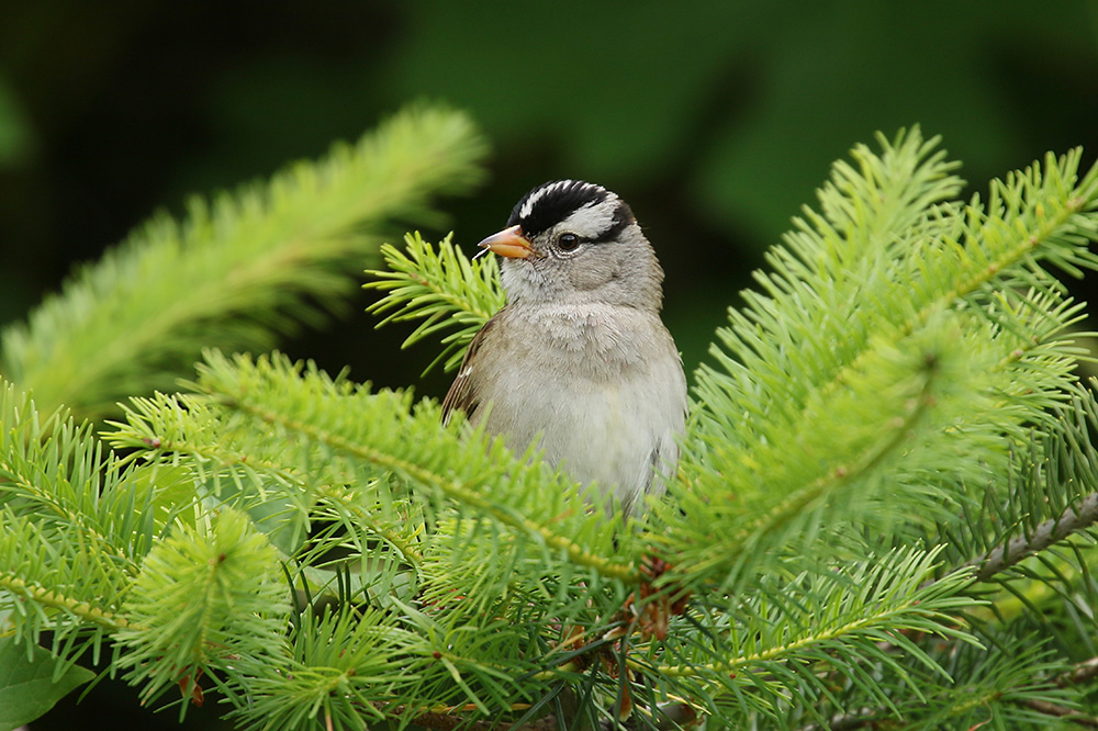 White-crowned Sparrow by Mick Dryden