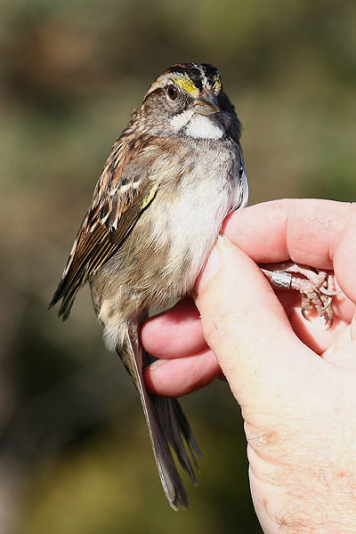 White-throated Sparrow by Mick Dryden