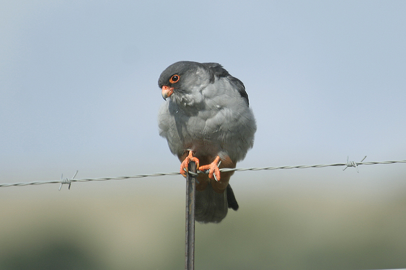 Amur Falcon by Mick Dryden