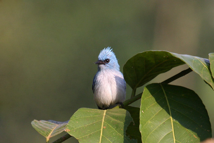 African Blue Flycatcher by Mick Dryden