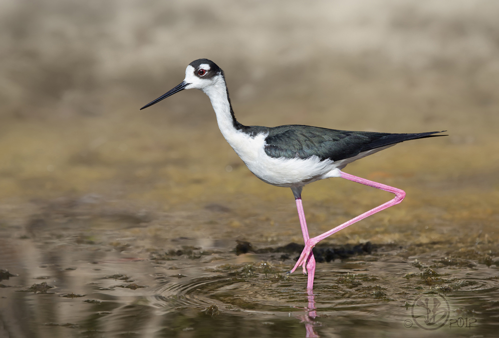Black-necked Stilt by Kris Bell