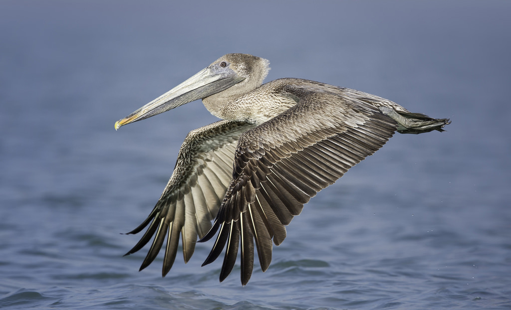 Brown Pelican by Kris Bell