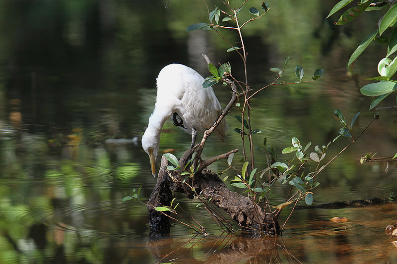 Cattle Egret by Mick Dryden