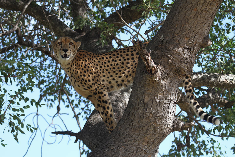 Cheetah by Mick Dryden