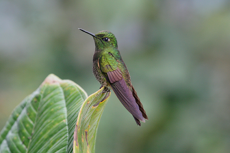 Buff-tailed Coronet by Mick Dryden