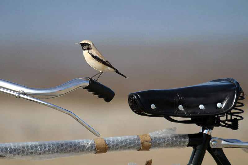 Desert Wheatear by Mick Dryden