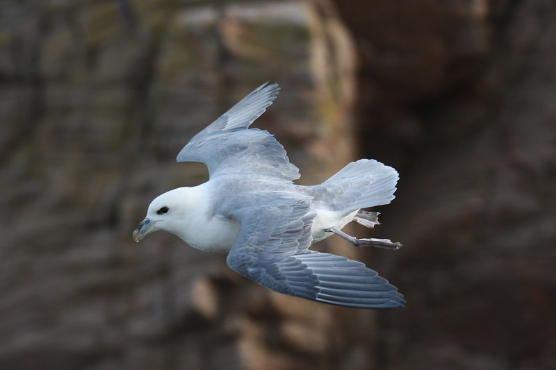Northern Fulmar by Mick Dryden