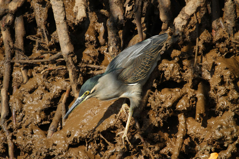 Green-backed Heron by Mick Dryden