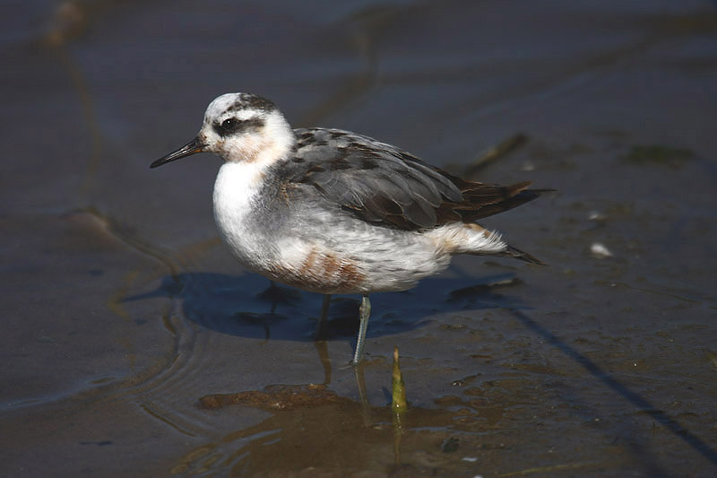 Grey Phalarope by Mick Dryden