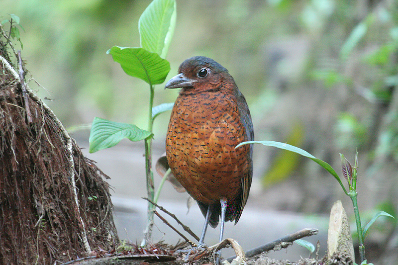 Giant Antpitta by Mick Dryden